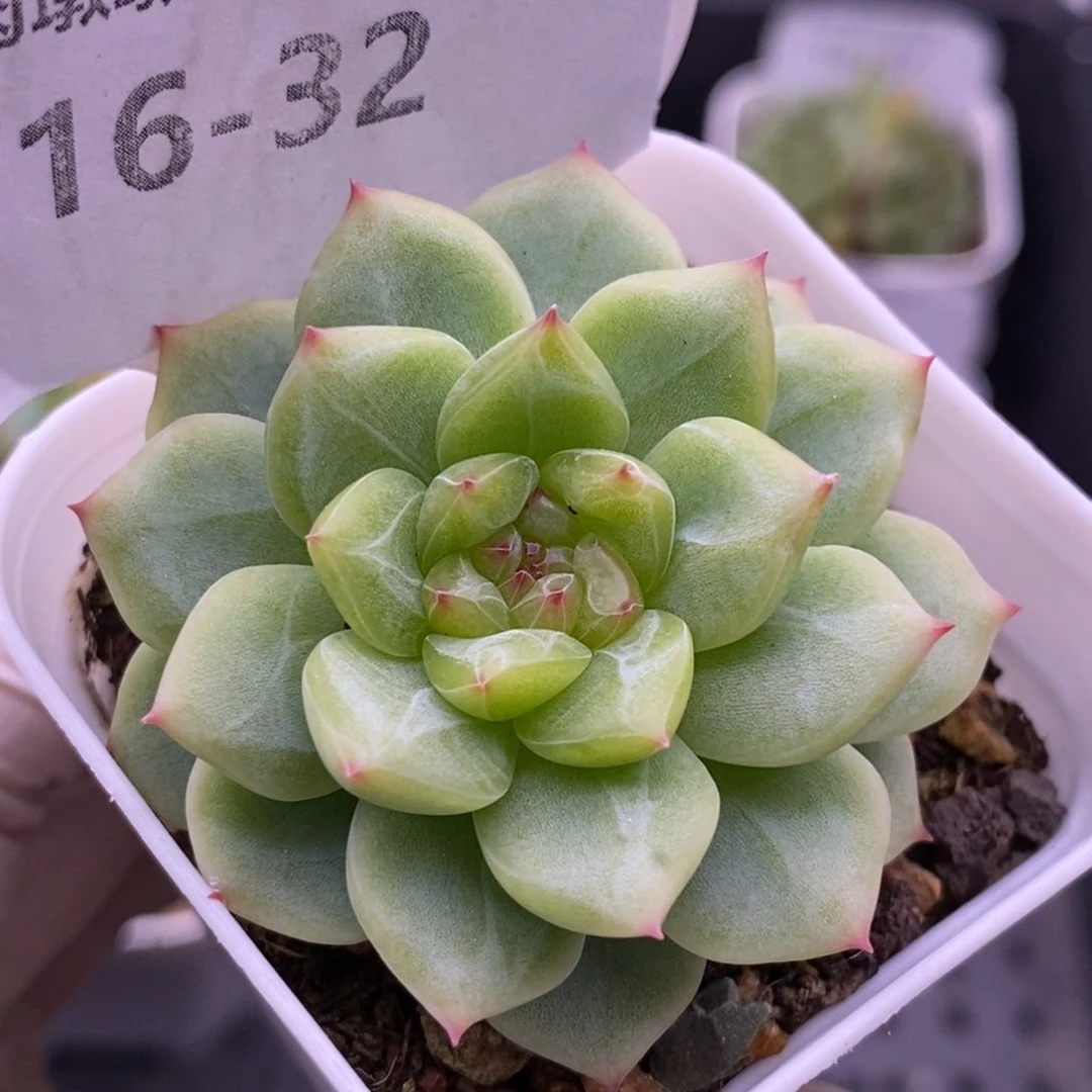 【闪购商品】16-32寒绯