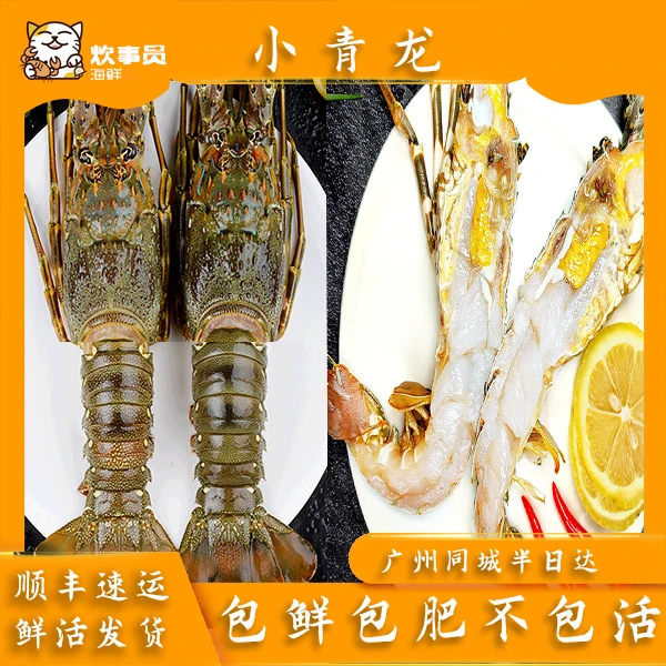《土豪大》三只活发打氧小青龙 4-5两/只  鲜活活发不包活新风港发 600g精品