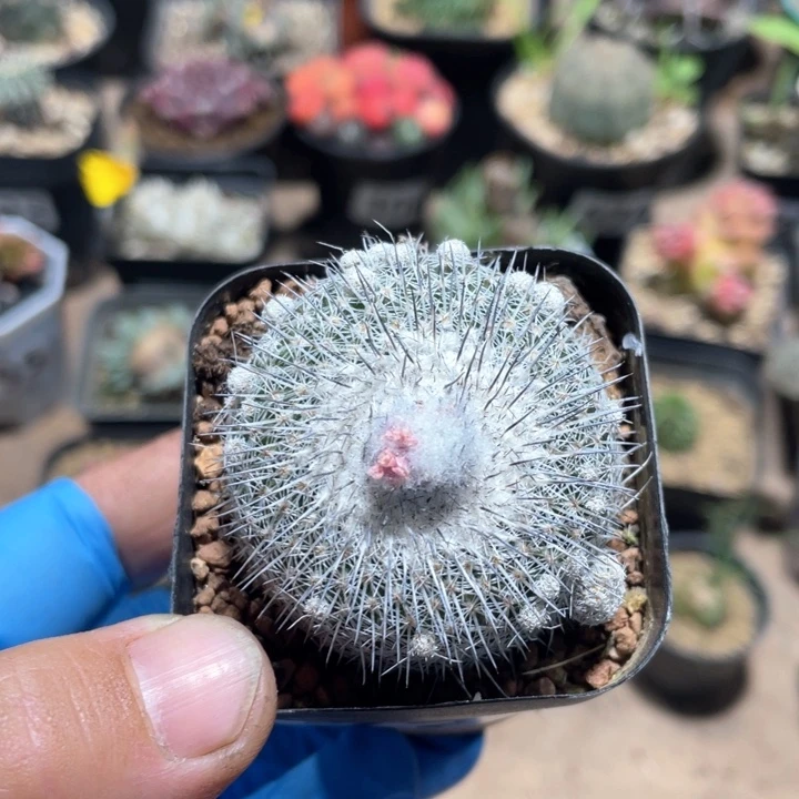 724乌月丸仙人球