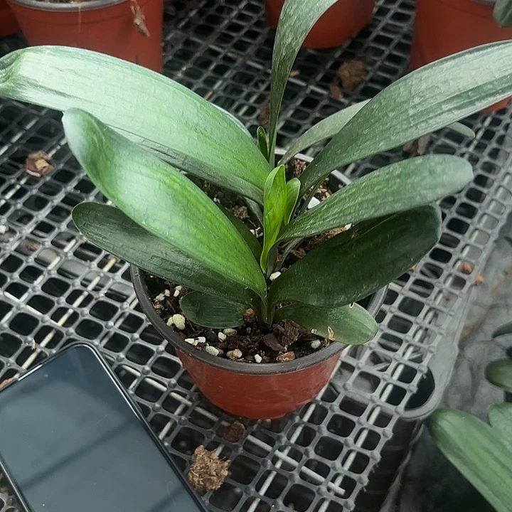 完全开放4颗一盆重瓣苗子