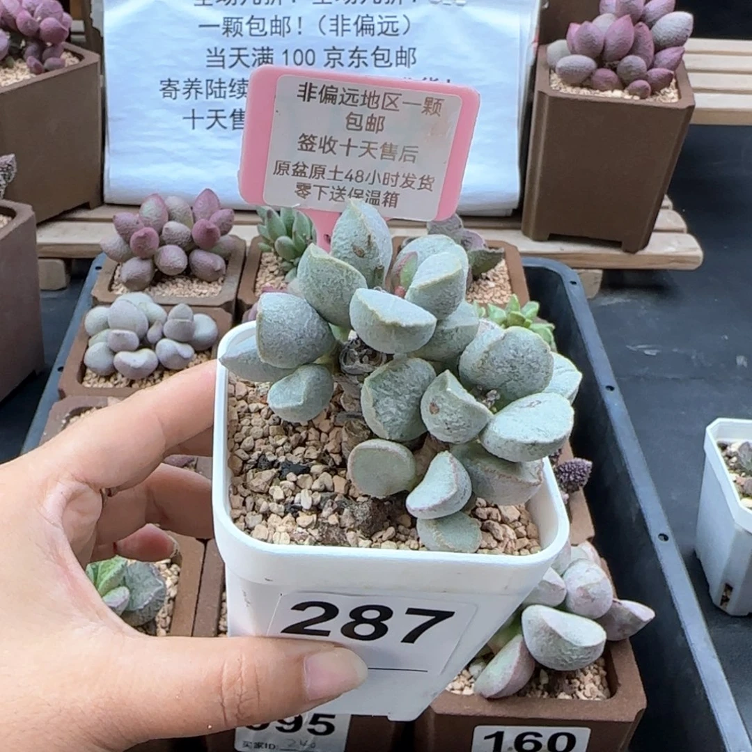 287粉雪蛋多肉植物微瑕