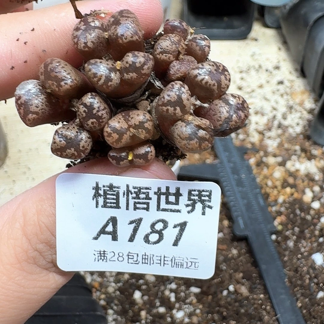 多肉植物多肉植物df