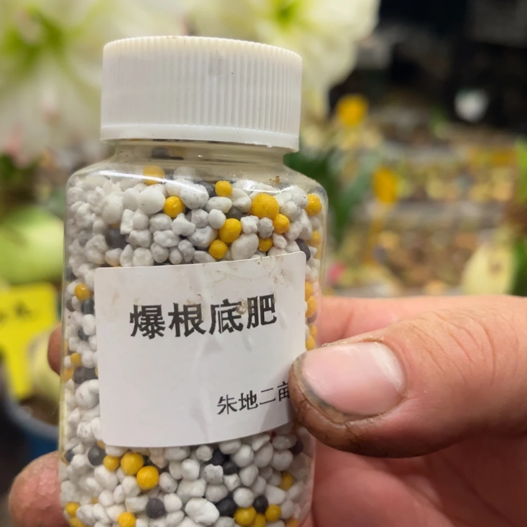 白***大朱顶红肥料带瓶发货