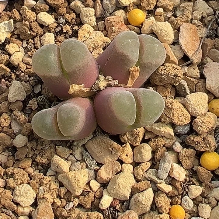 无花朵玲*玲662号风铃