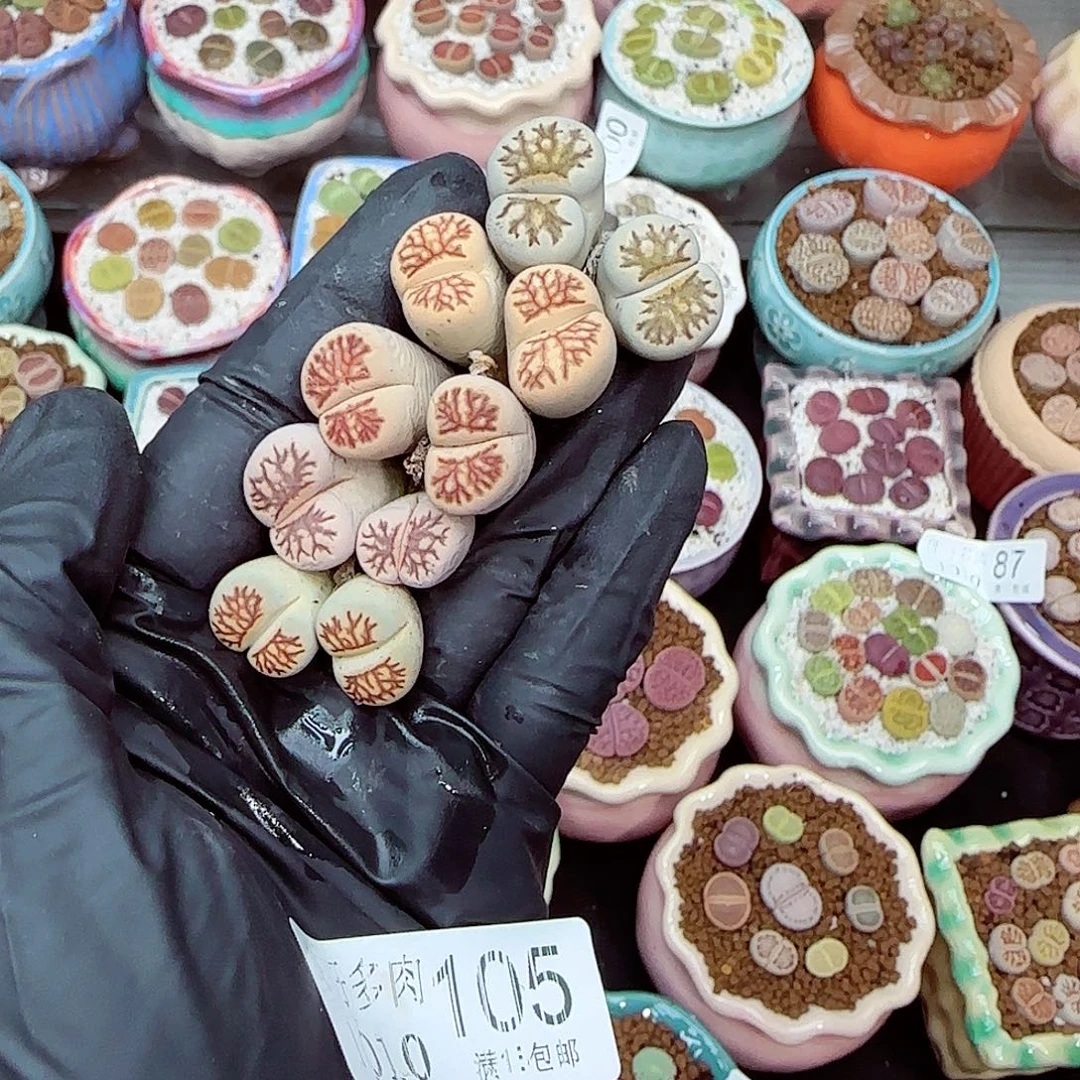 生石花满18包邮1010-105