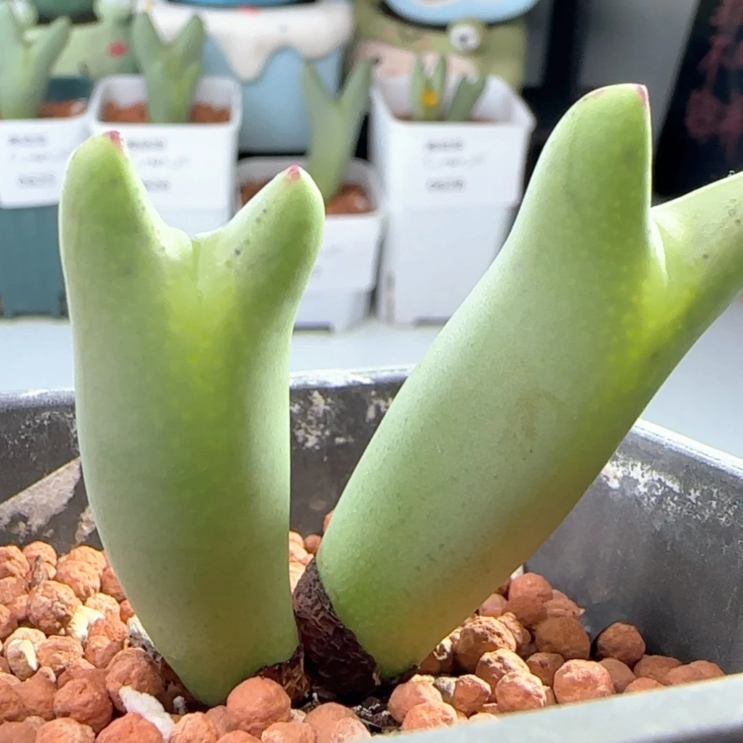 0629/嘟嘟嘴红边少将/