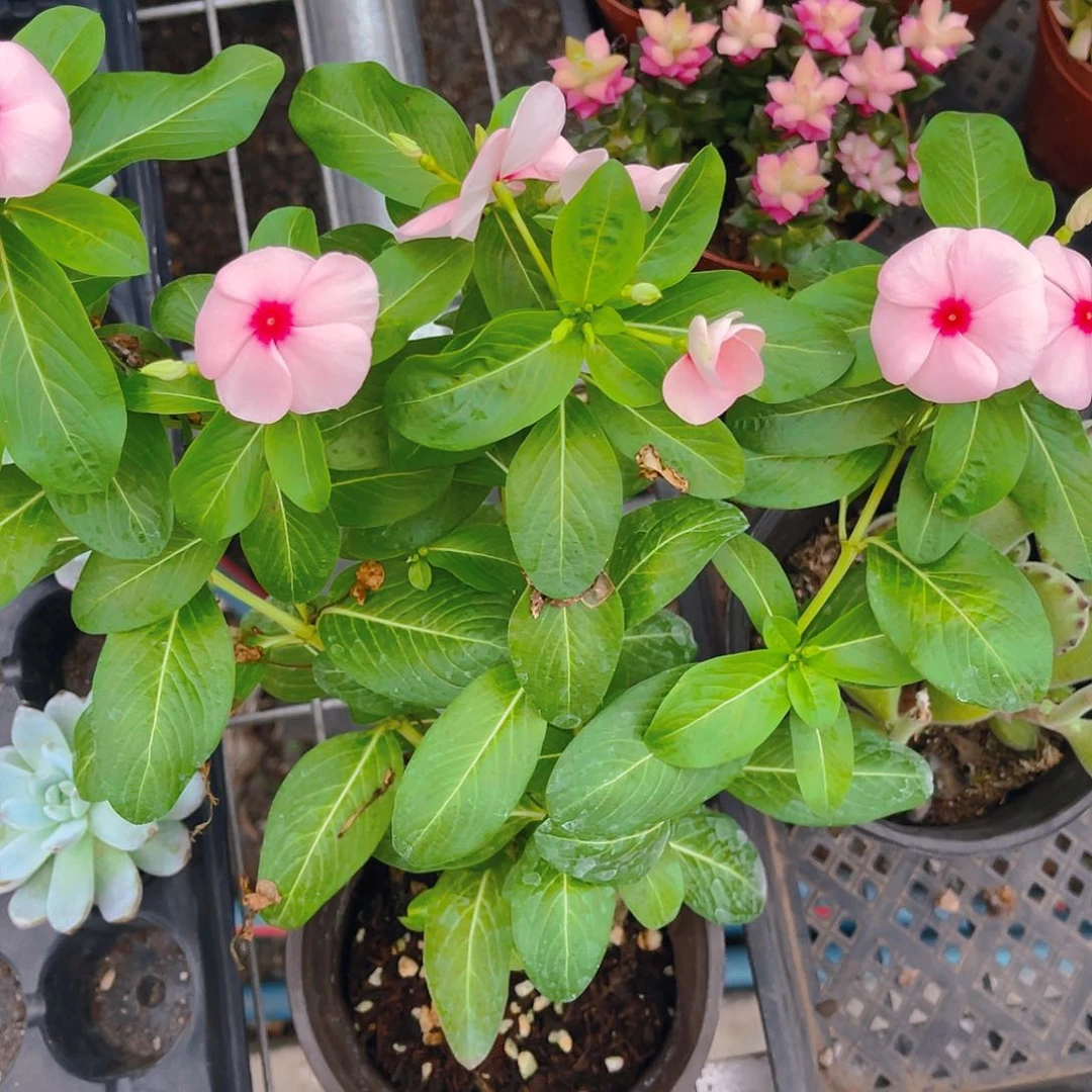 完全开放粉色天天开三盆