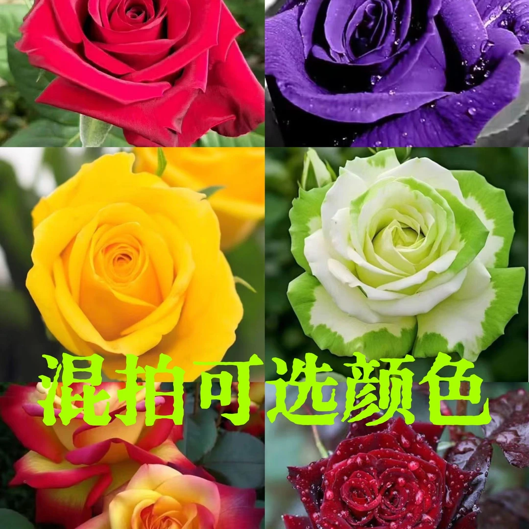 【混发】云南玫瑰花老桩大苗长期开花好养易种盆栽地栽室内外