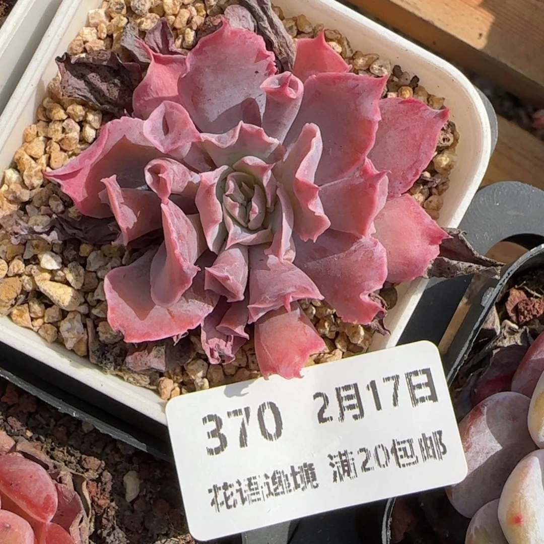 花语逸境0217-370