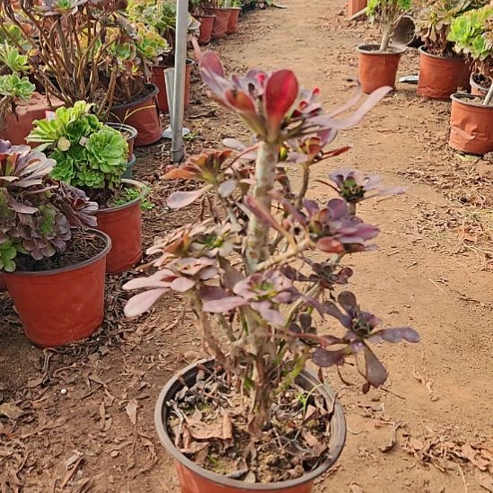 晚霞加急发货法师34