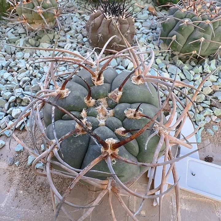 狂刺光琳玉。苗接落地自根。
