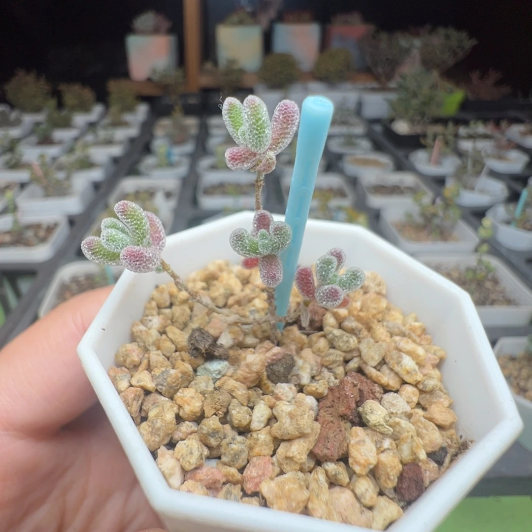 秒！福利，625实生粉冰晶，一年多，拍下不退不换