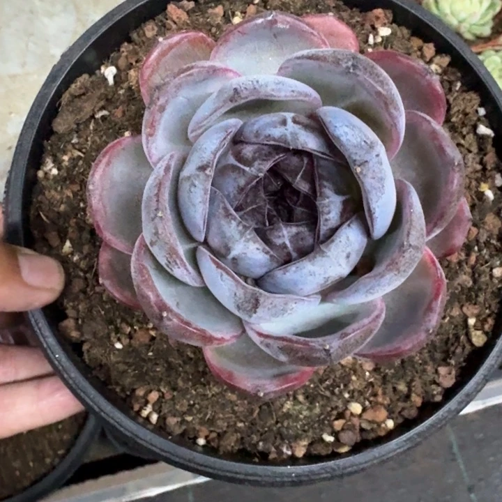 黑橙子 单头 一物一拍