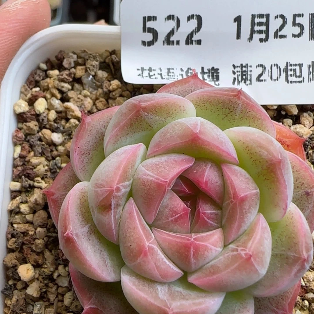 花语逸镜0125-522