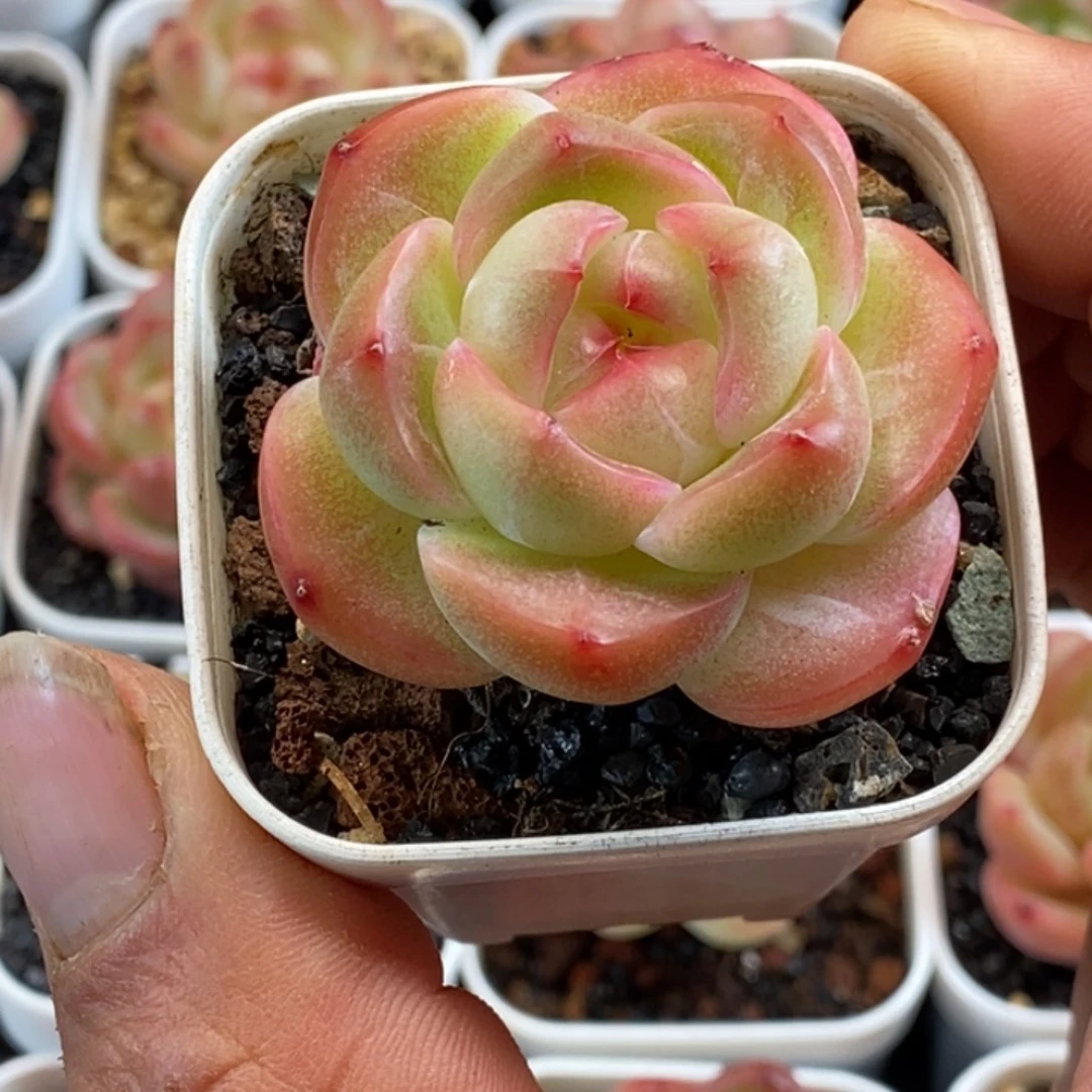 天官赐福百无禁忌