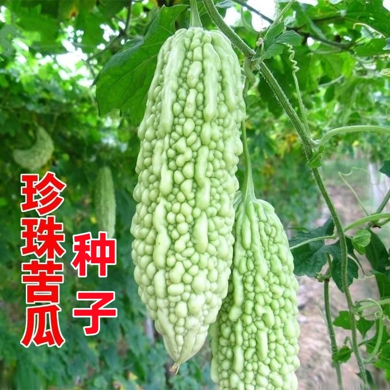 【全店满5包包邮】珍珠苦瓜种子四季蔬菜种子家庭小菜园种