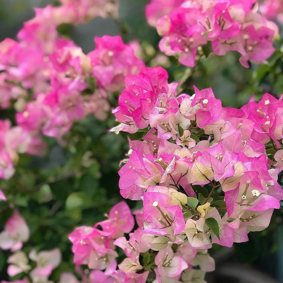 【绿樱】（终生包对版）三角梅盆栽庭院飘枝不带花（不包后期养护）