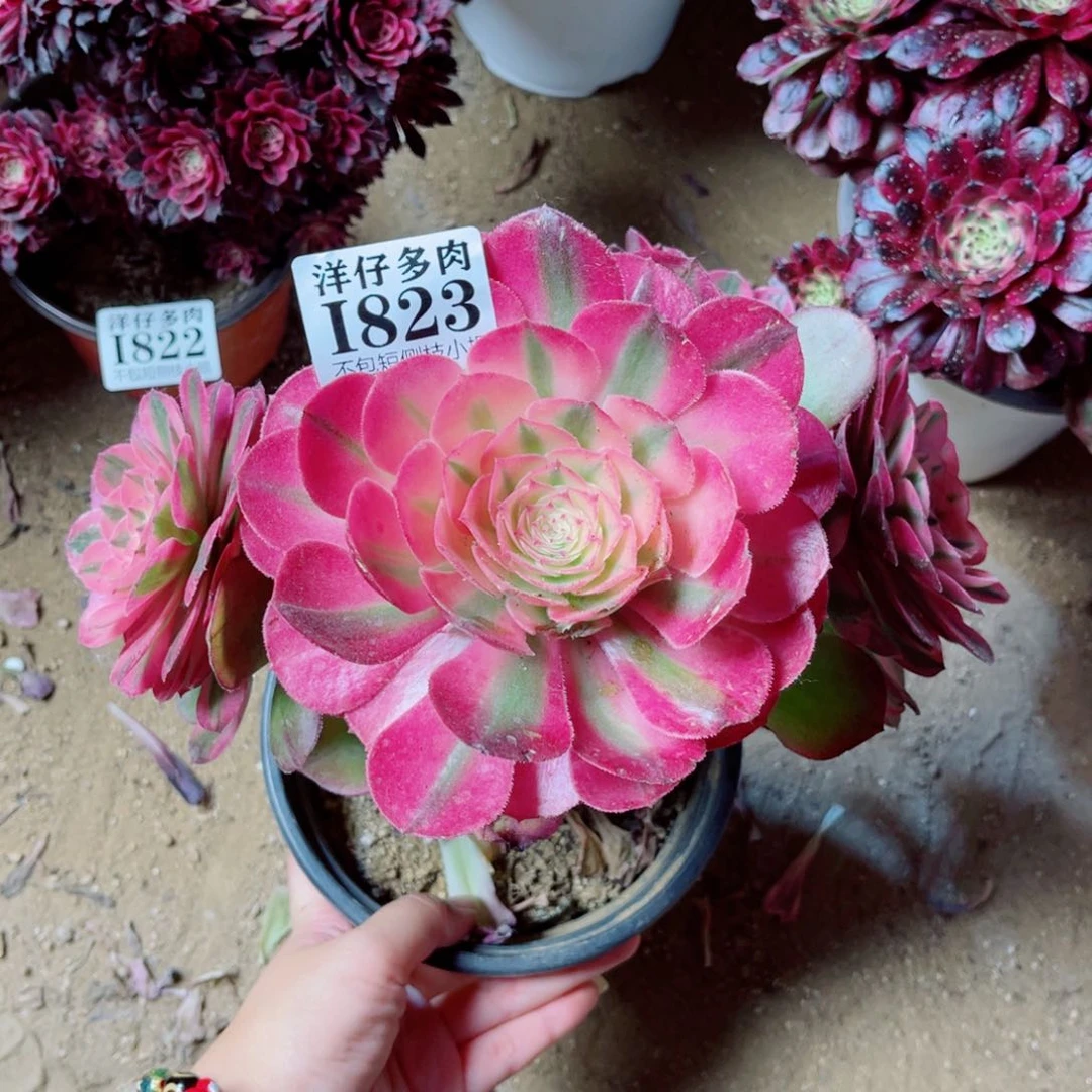 823荔枝 冠幅20左右 修枝特价