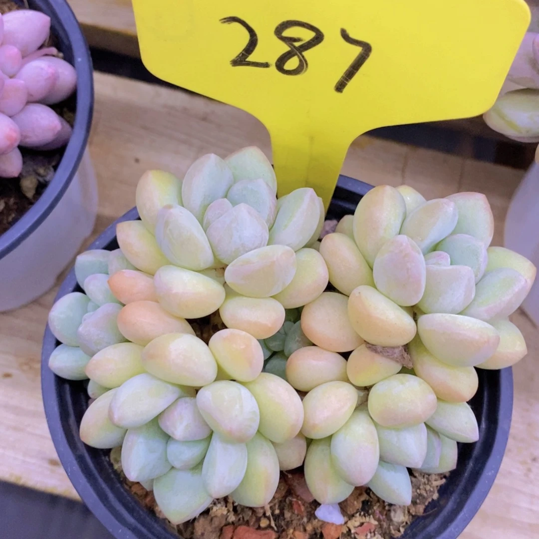 开心多肉，一物一拍，一单包邮，首播