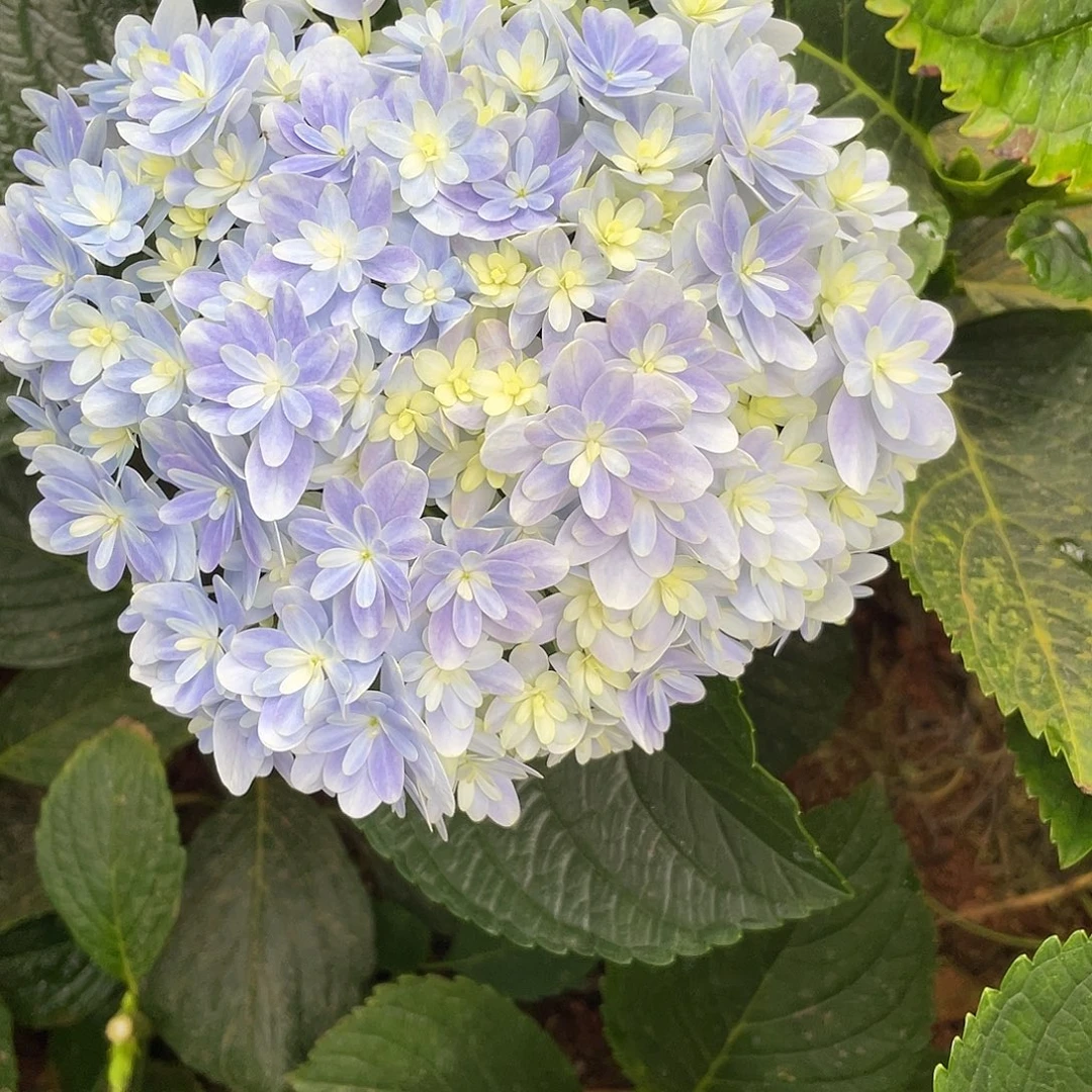 绣球切花一物一拍3枝起包邮，75