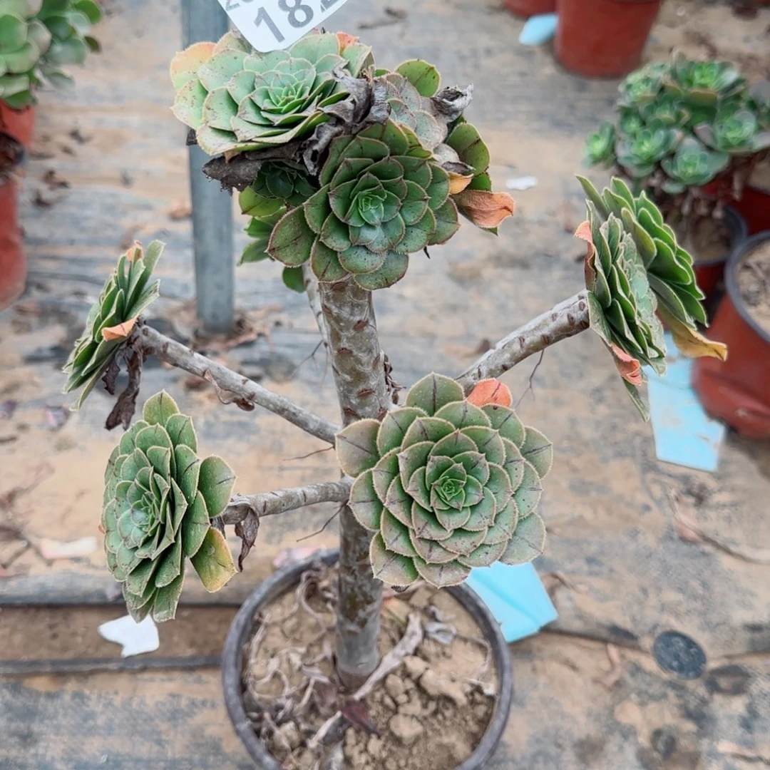 绿豆182满20包邮断枝不包