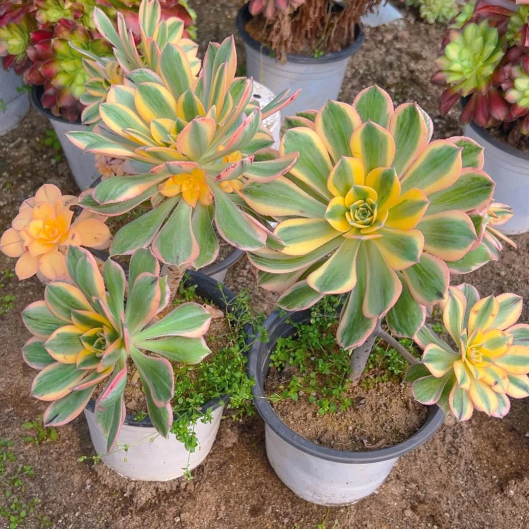 灿烂老桩两颗多肉植物