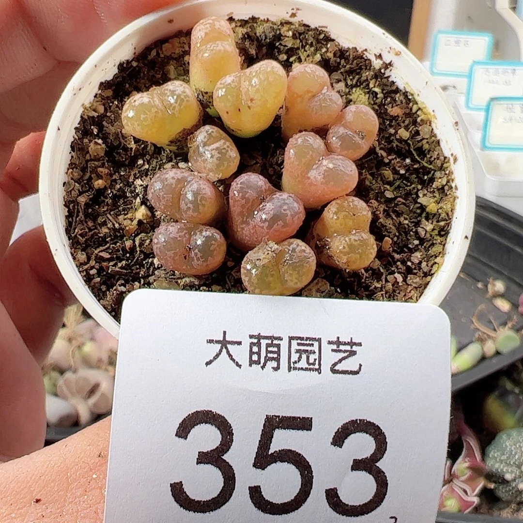 0000353 一物一拍……