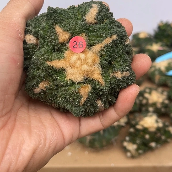 苗接落地哥斯拉一颗