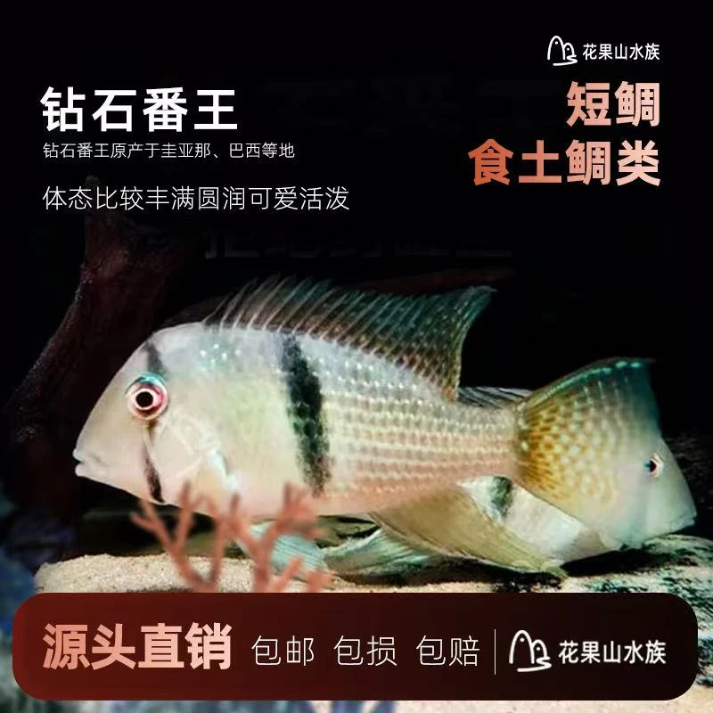 钻石潘王食土鲷观赏鱼