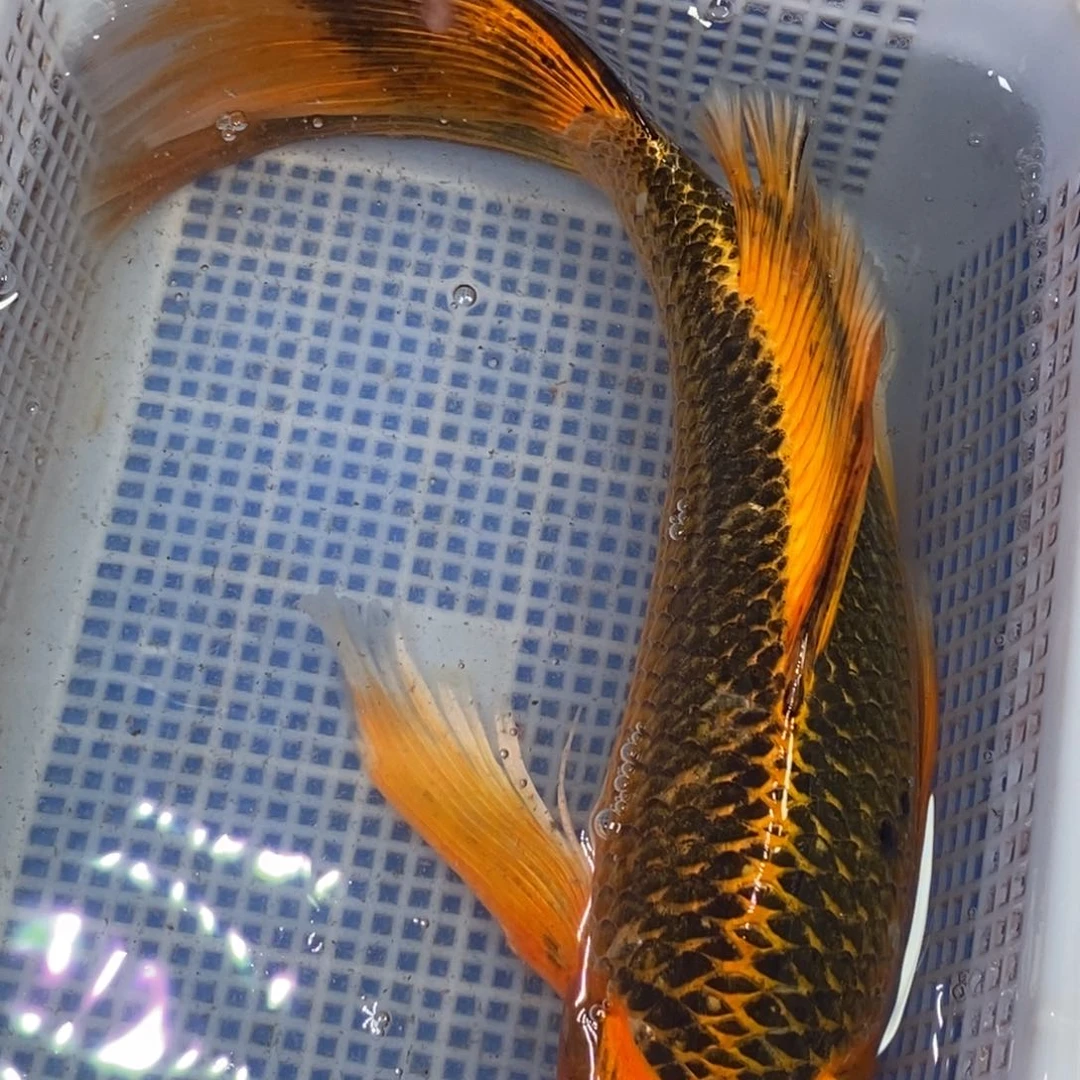 锦鲤冷水锦鲤包邮