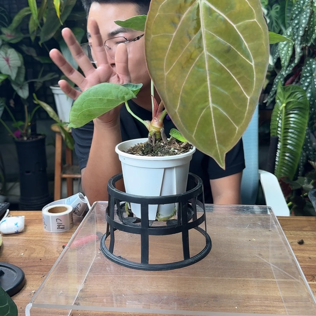 豚***无花朵一物一拍C157