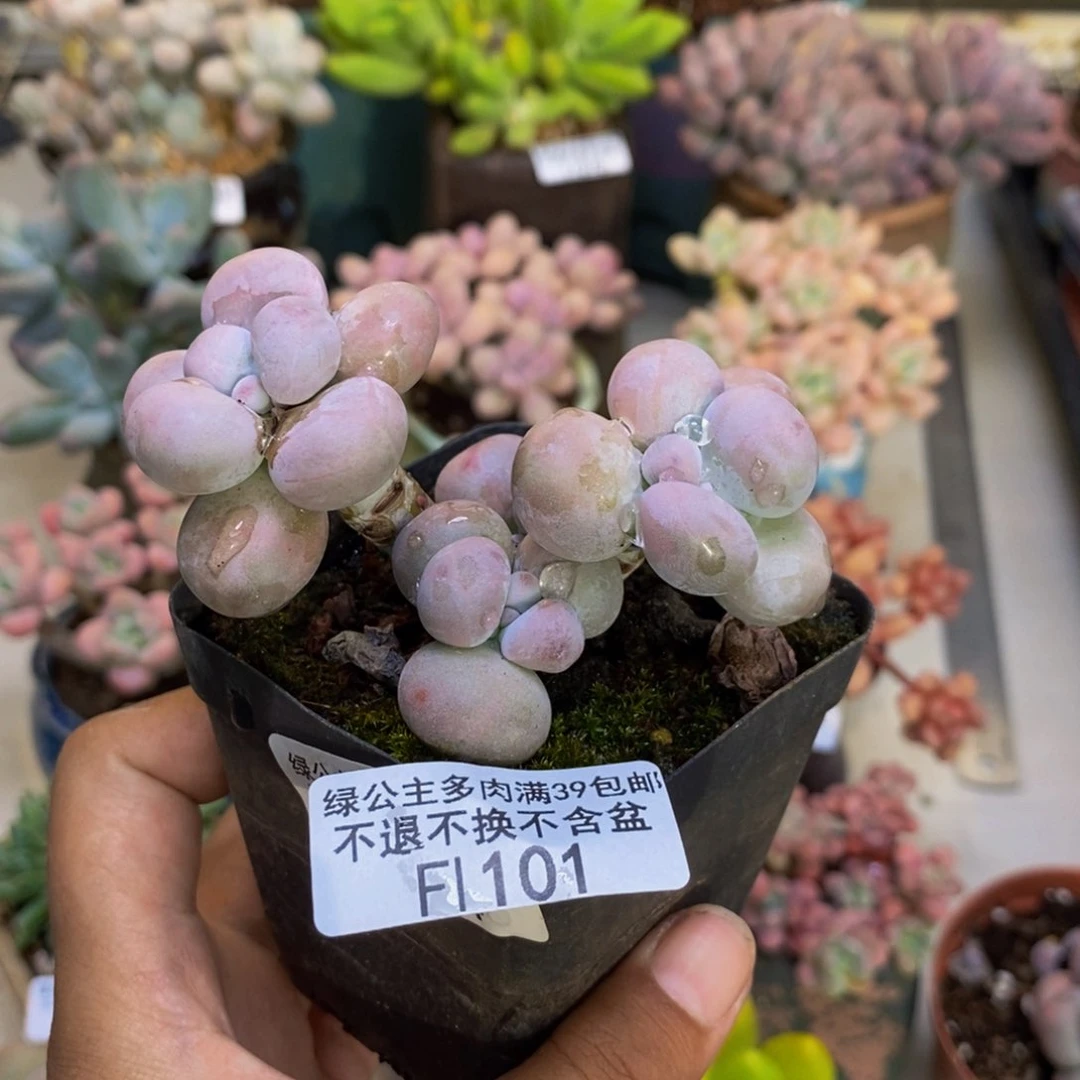 101芭比奶多肉7cm