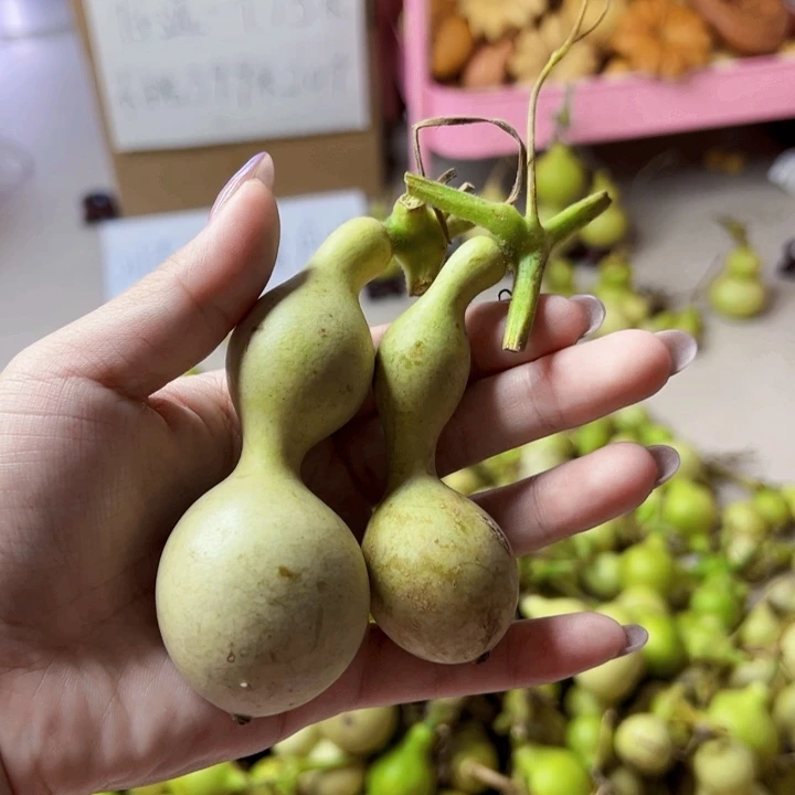 葫芦中国大陆狮****臻