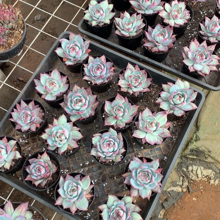 拉丝锦惊鸿仙子9.99两单包邮