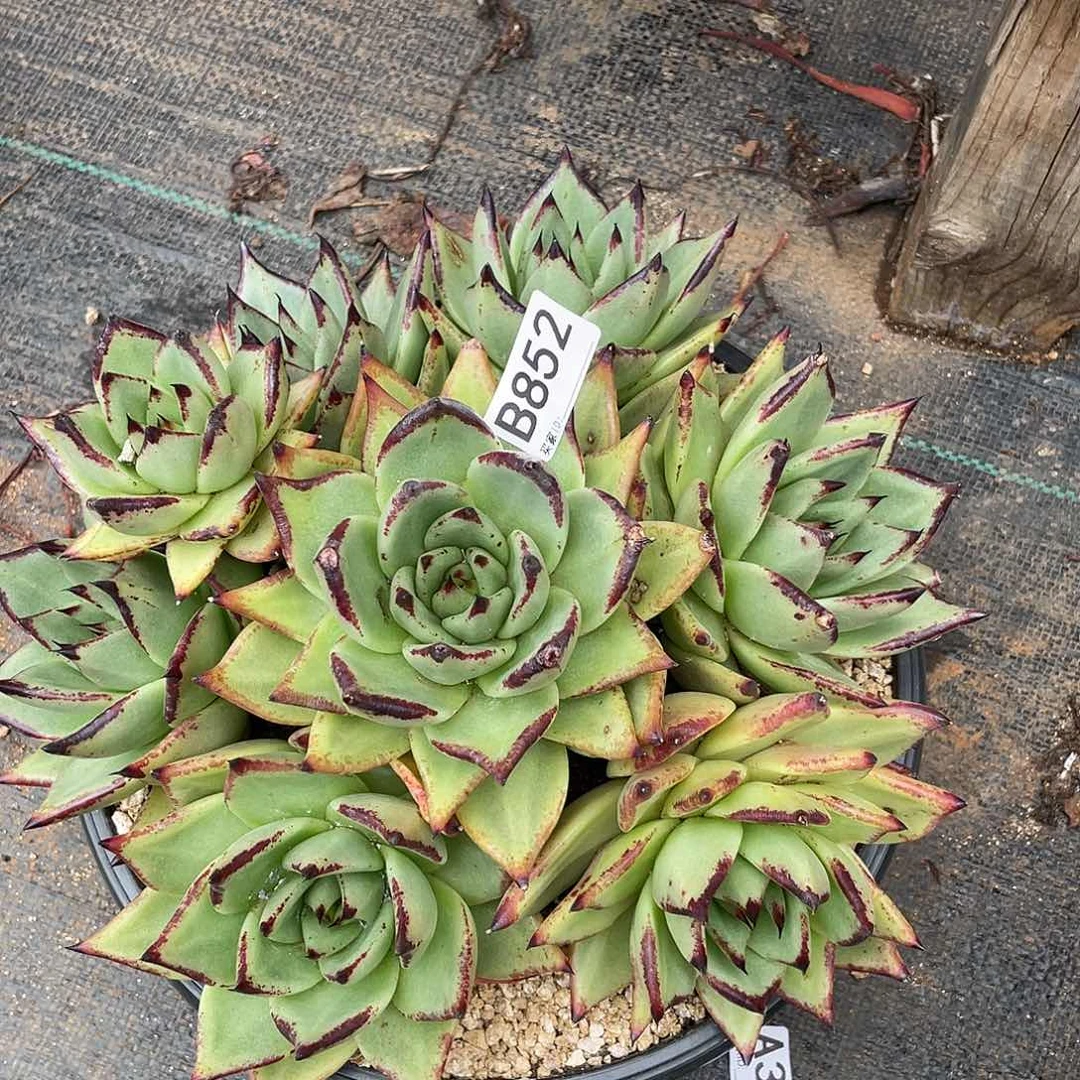若如东云单拍B852