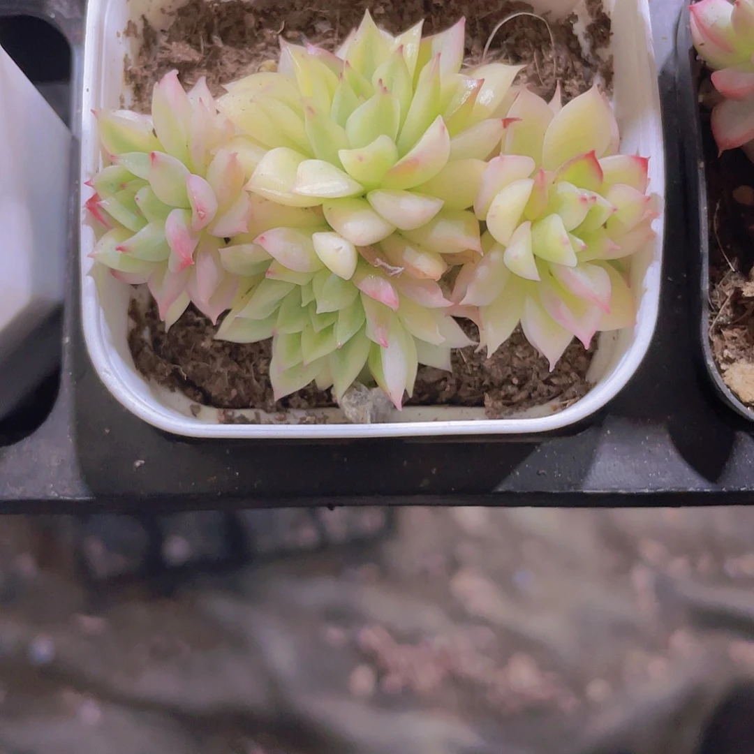 女雏锦e073一物一拍