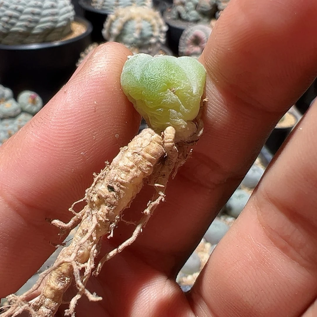 吃****吗产地大u艳肌乌