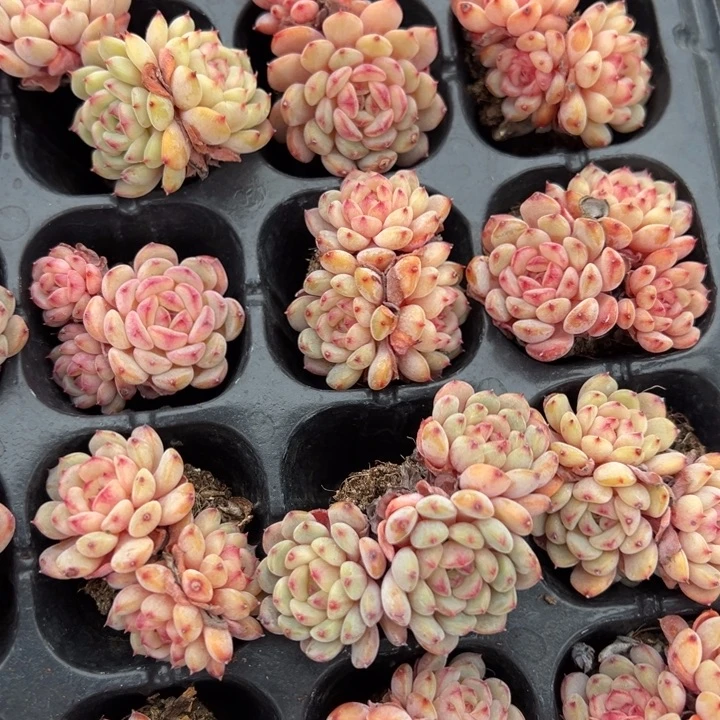 白胖子三头群4cm一颗量拍多肉满20包邮初7发