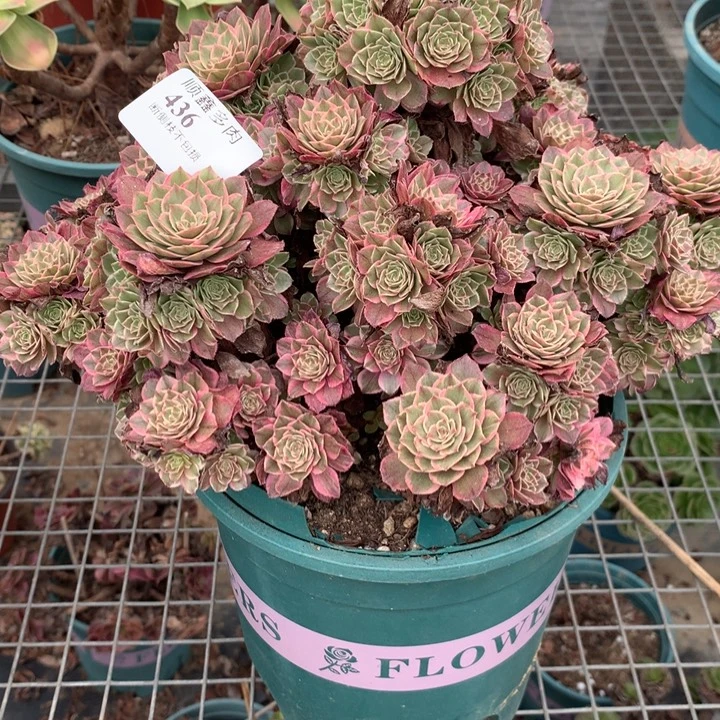 436莲花座多肉植物特价