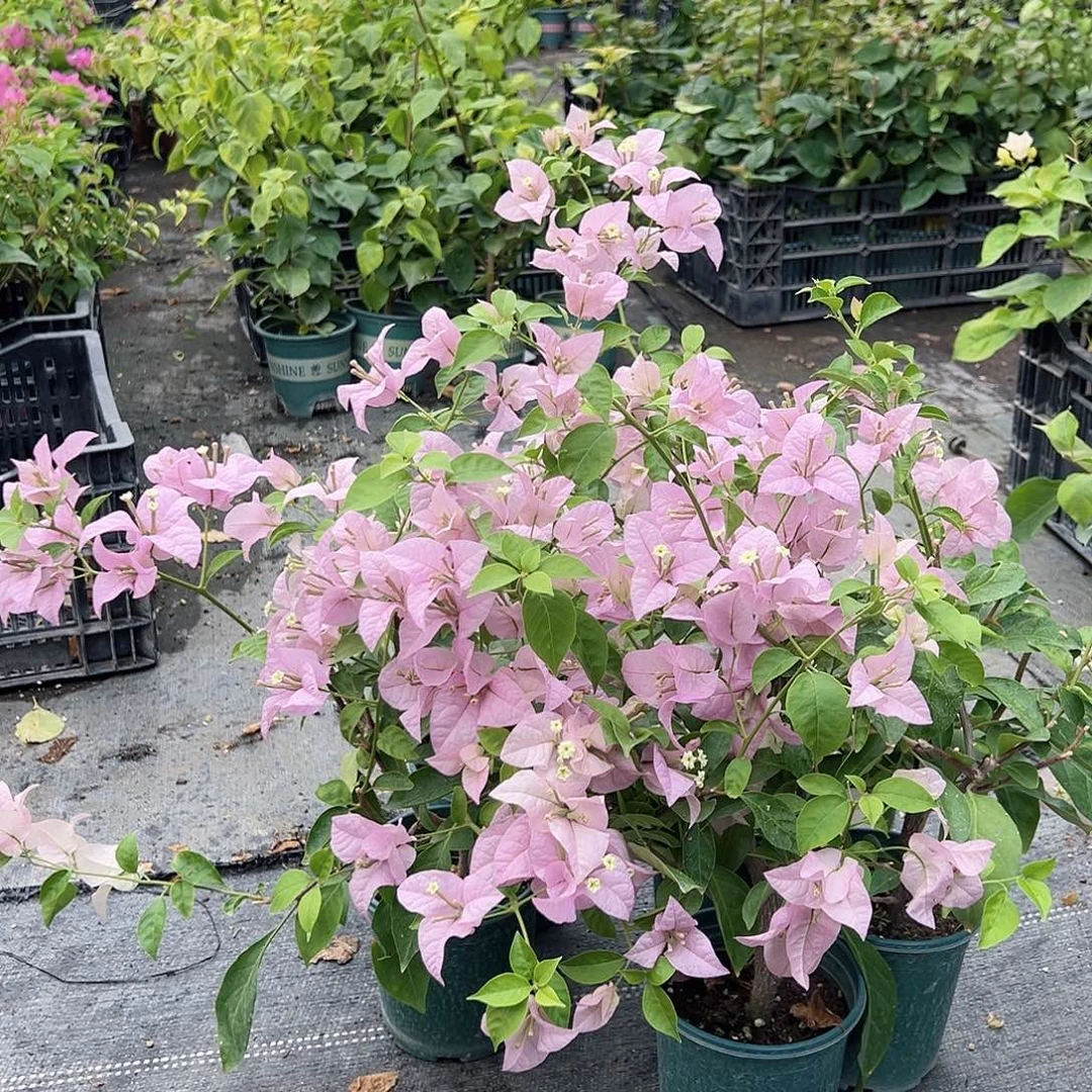 当前无花栽培后可以开花赛佛理掌中宝一颗