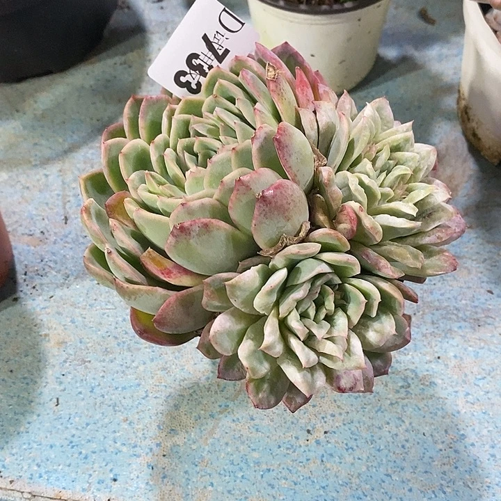 是***呀733泡泡纱裙多肉植物