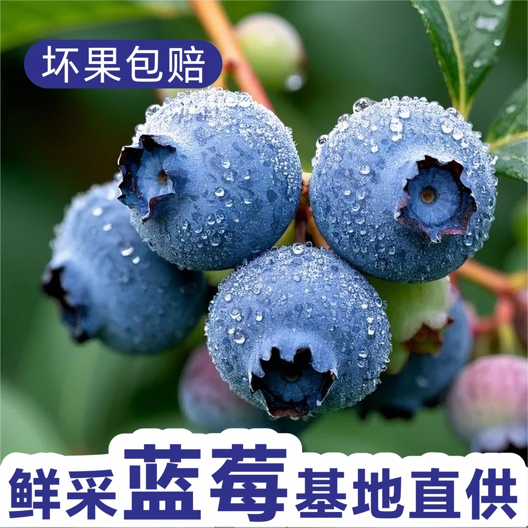 莓丽悠品花香蓝莓大果16mm+新鲜采摘鲜果孕妇水果礼赠京东包邮