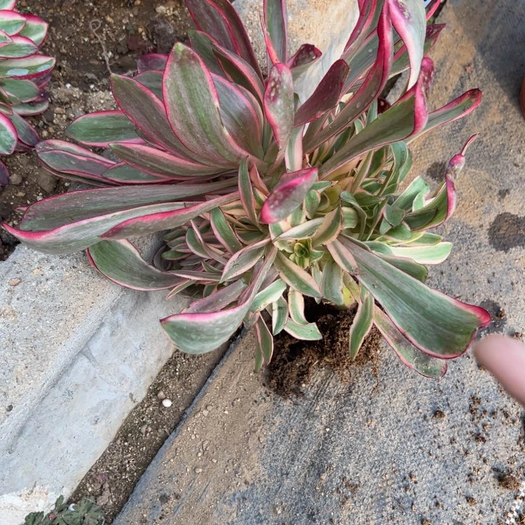 41红魔女多肉植物山东发