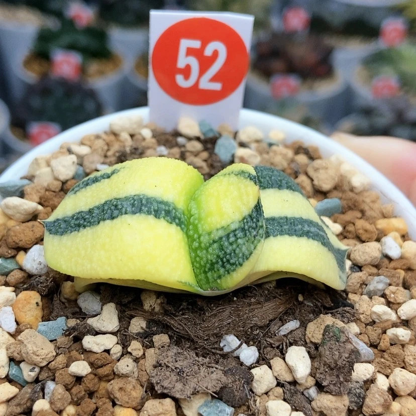 【闪购商品】52珍珠卧牛锦