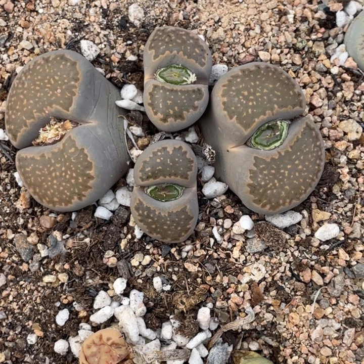 非偏远满20包邮380