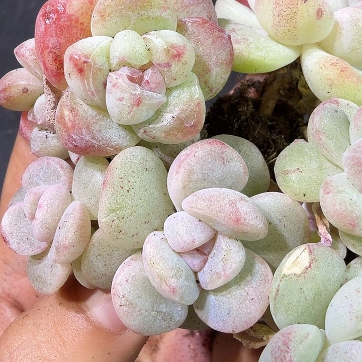 504号到手3颗冰玉石化锦