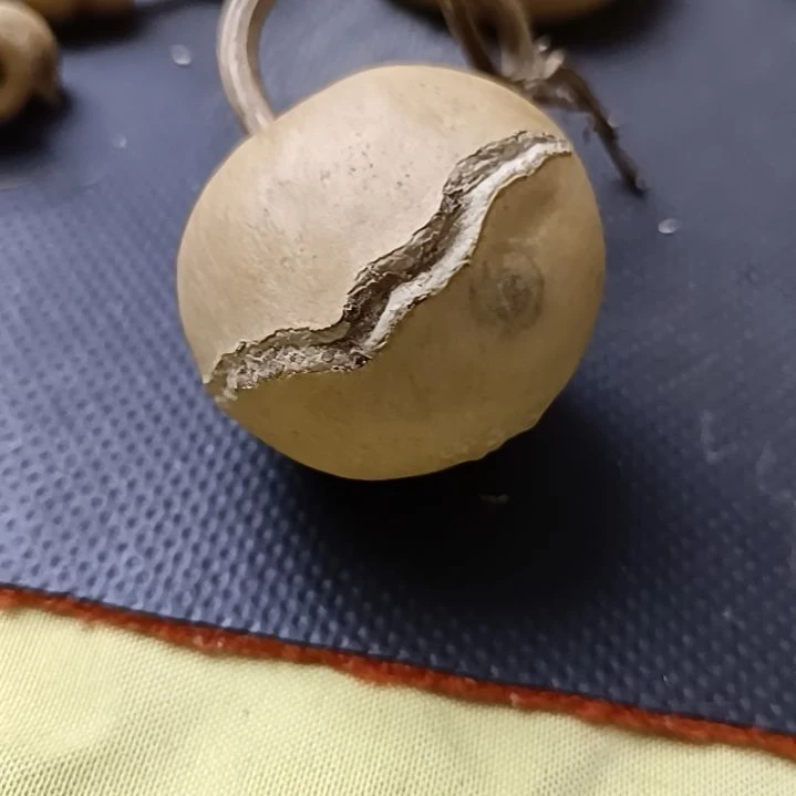 随****行天裂抽抽抽葫芦厚皮