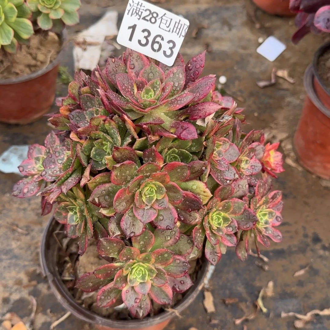万黄锦多肉1363满28包邮断枝不包