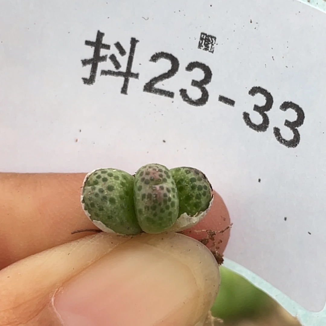 23-33草莓斑马肉锥
