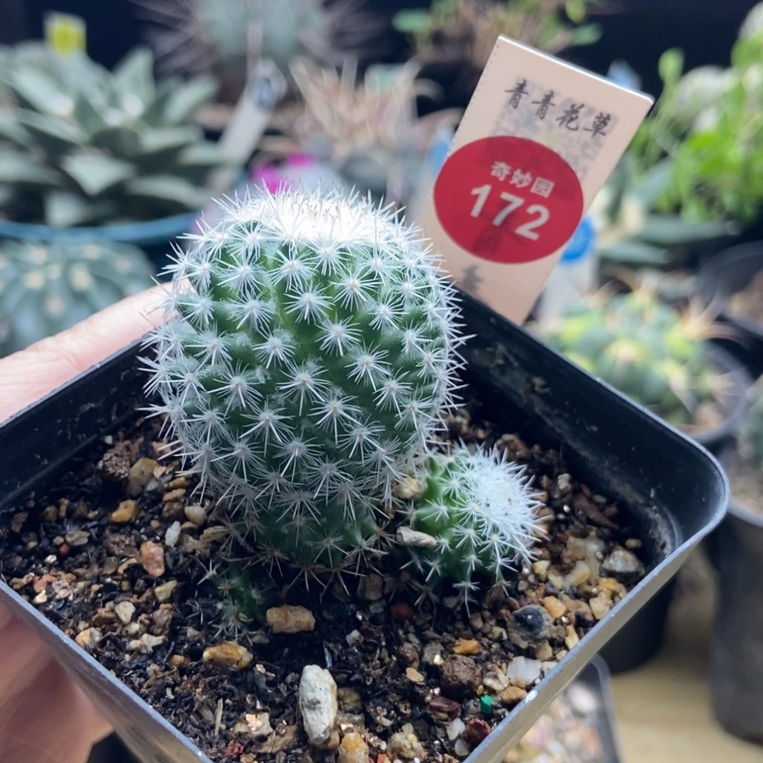 实生白刺球群一颗仙人球